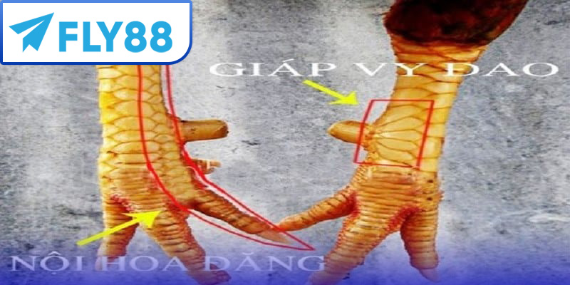 Vảy Nội Hoa Đăng: Cách Nhận Biết, Ý Nghĩa và Kinh Nghiệm Cá Cược 4 Gà chọi sở hữu vảy nội hoa đăng