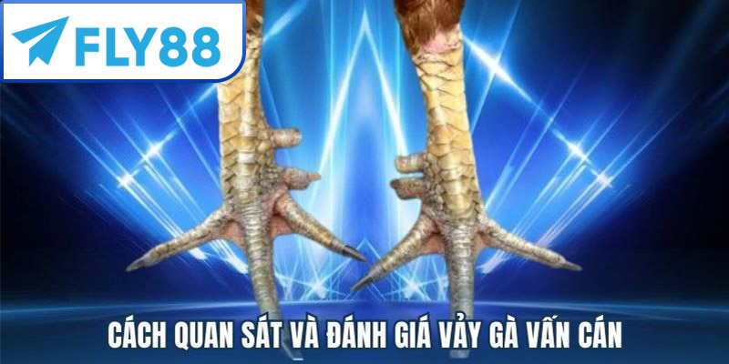 Vảy Gà Vấn Cán Là Gì? Cách Nhận Biết & Phân Loại Chuẩn 2025 4 Đặc điểm Vảy Gà Vấn Cán